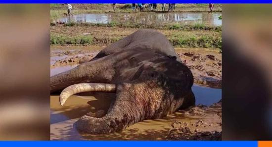 කාවන්තිස්ස ගැන විමර්ශනයට ත්‍රිපුද්ගල කමිටුවක්....